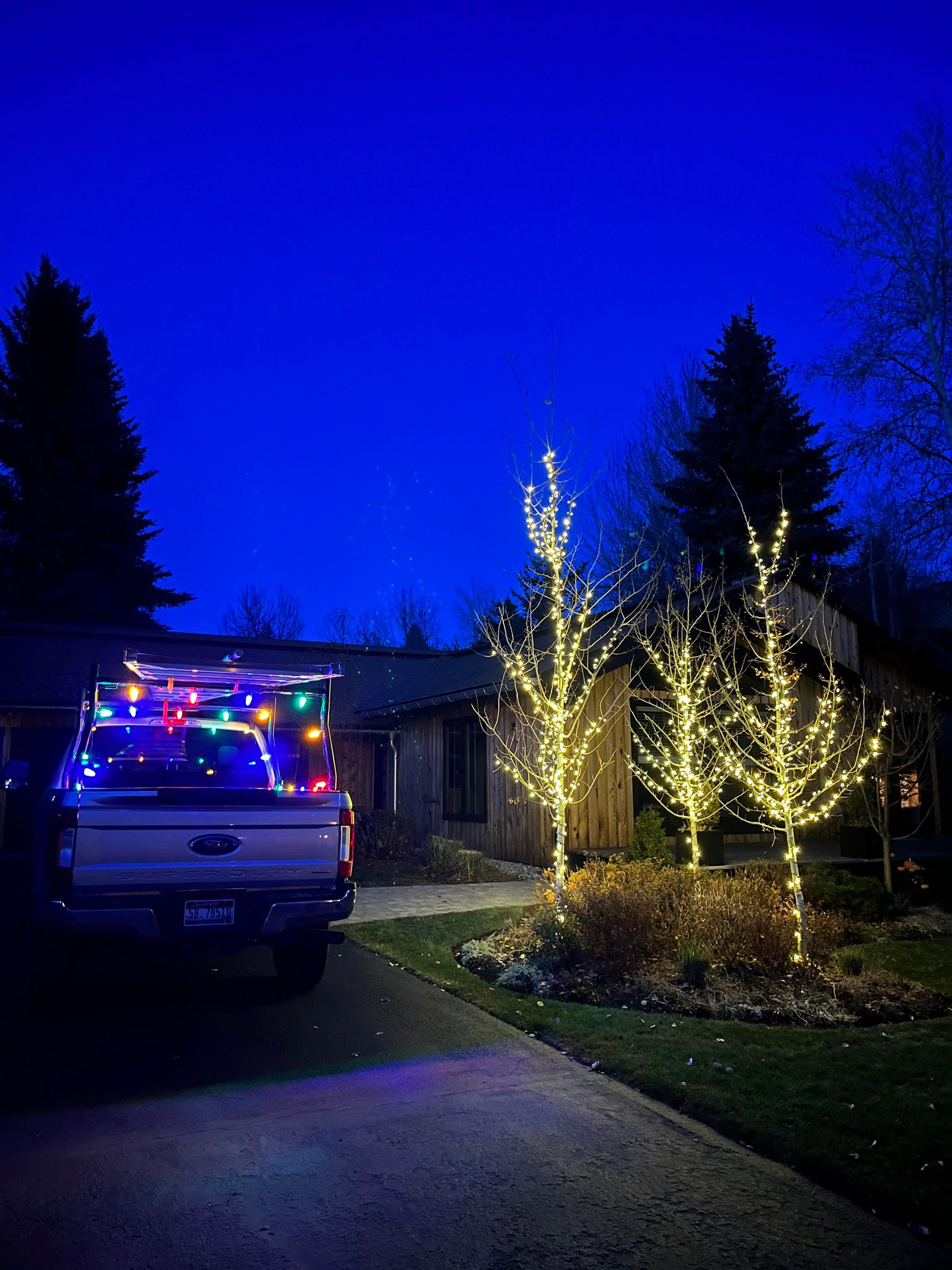 Aspen Trees Lighting